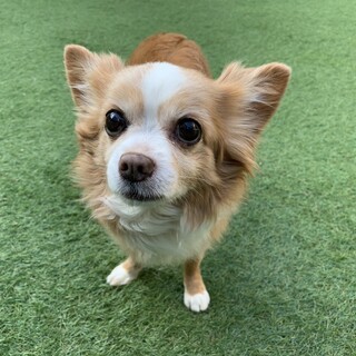 チワワのダイちゃんに新しい家族を