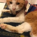 穏やかで優しい茶白ネコ