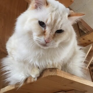 ★ふわもこ美しい男の子