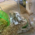 急募です。キャンベルハムスター