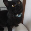 里親決定☆黒猫かいと君3ヶ月