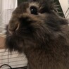 ミニウサギ里親募集です。 サムネイル2