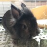 ミニウサギ里親募集です。 サムネイル3