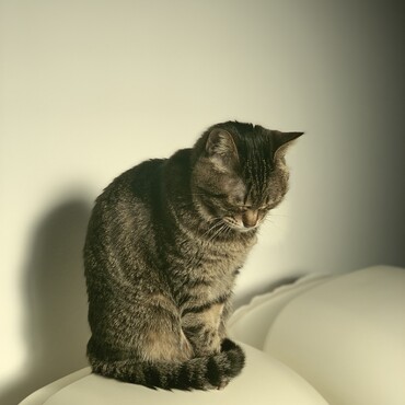 トイレの上で日向ぼっこ中。