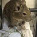 2歳♀デグーの里親募集