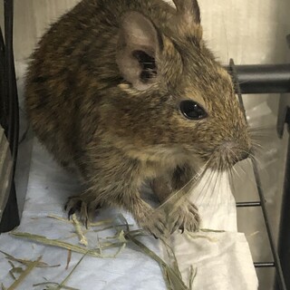 2歳♀デグーの里親募集