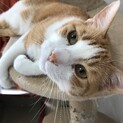 6歳♂甘えん坊の茶トラです