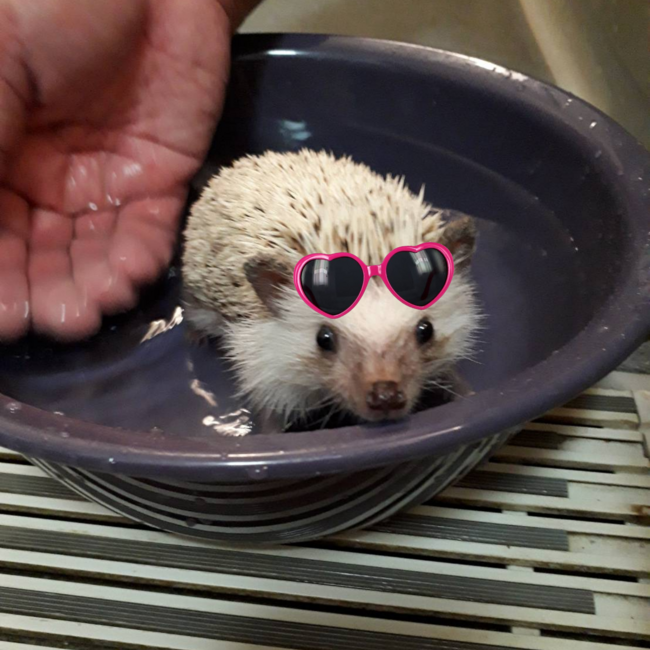 世界の山ちゃんズのカバー写真