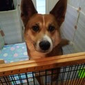 4歳の元気な男の子！ラテくん 雑種