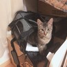 キャリー大好き