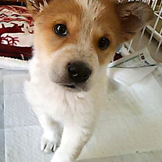 譲渡になりました！！