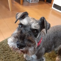 メリージェーﾝ