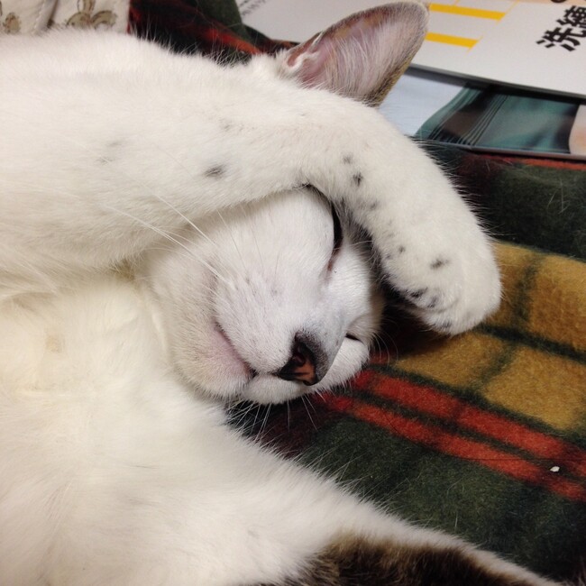 suppinのカバー写真