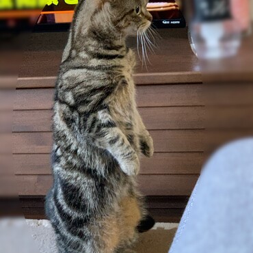 最近何故かよく立っています