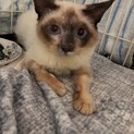 ４ヶ月位のシャム系ミックス