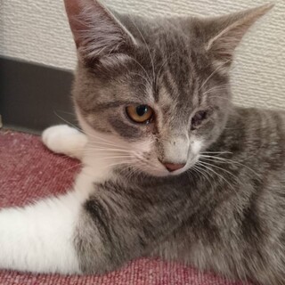 【保護猫】まさむねくん♂