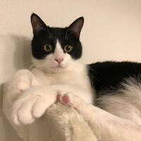 ロビン