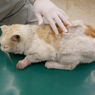 気にかけてくださる方、いらっしゃいませんか？