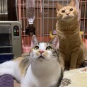 茶トラのチャー君と三毛のリトルミィちゃん
