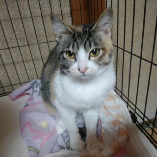 生後1年弱の三毛ちゃんです