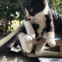 生後1ヶ月ちょいの可愛いハチワレちゃん