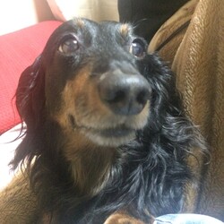 過去に飼っていた子