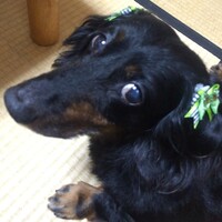 緑(りょく)