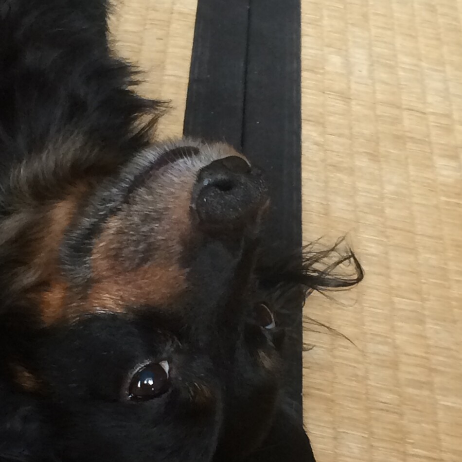 緑(りょく)のカバー写真