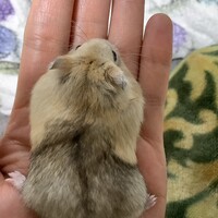 きなこ