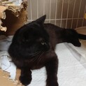 黒猫とと君里親さん募集