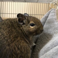 たわし