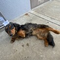 急募　ミニチュアダックス(シルバーダップル)成犬
