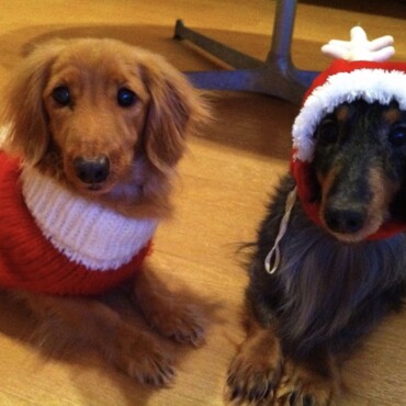 ビビとダニー　クリスマス