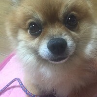 ちょこ