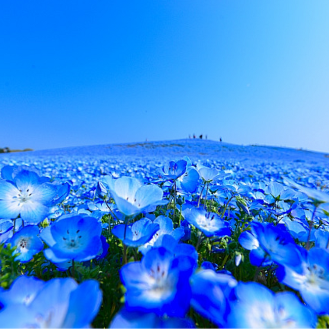 sj-ringoのカバー写真