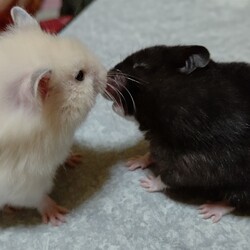 コロとココの初接近