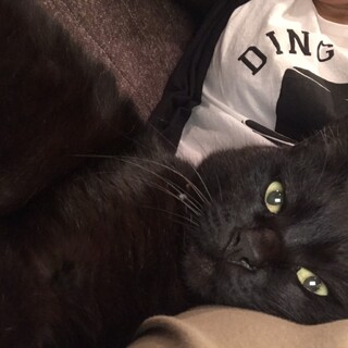 リッツ　黒猫　クロネコ　男の子　甘えん坊