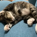 甘えん坊ので可愛い白いくつ下