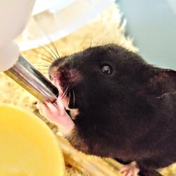 「コロの性格」サムネイル2