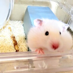 「ココの性格」サムネイル2