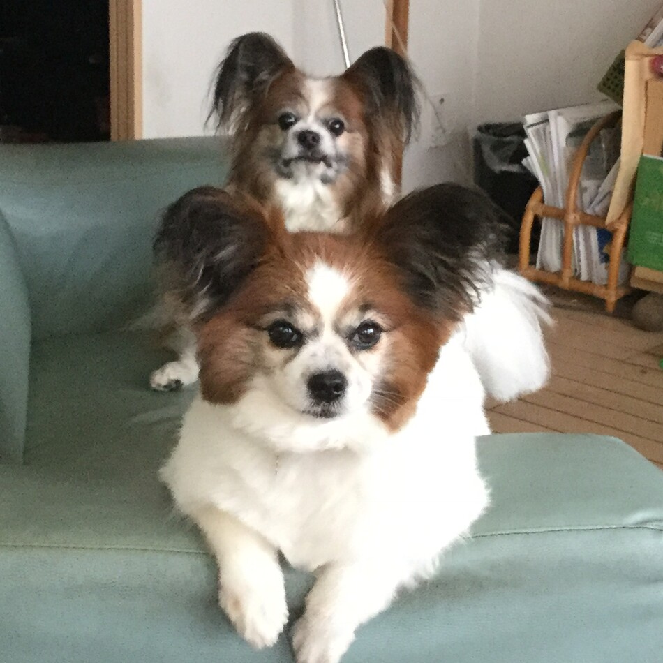 ラッキーのカバー写真