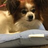 の写真