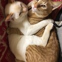 4月頭までに新しい家族を急募です
