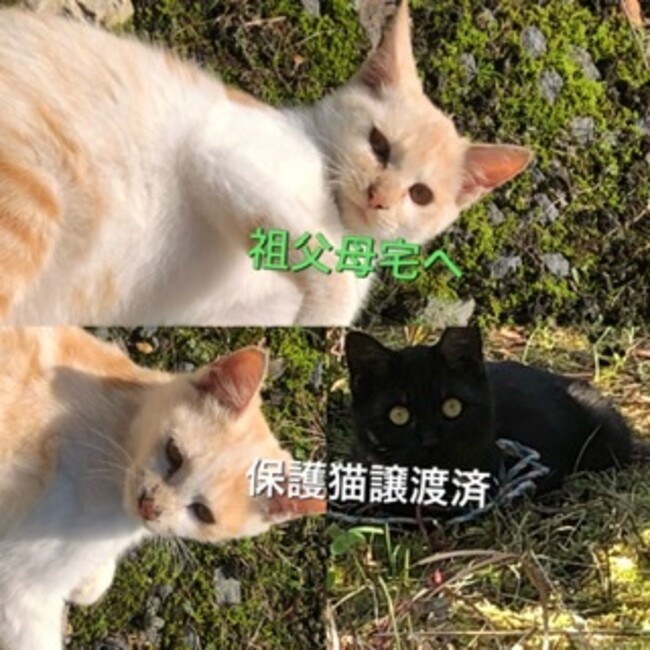 黒羽（くろは）のカバー写真