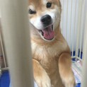 里親様決定しました！有り難うございます。