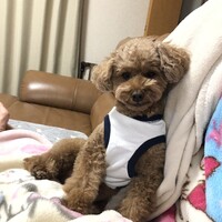 チャオ