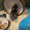 生後約2ヶ月のショコラさん。おしりの毛伸びてきました✨