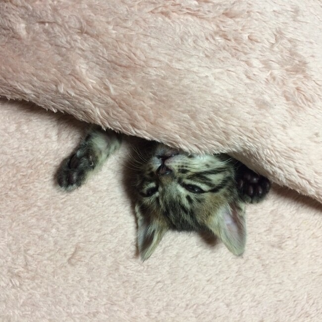 mamekomeのカバー写真