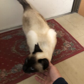 美しすぎるさくら猫