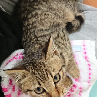 家族を探しています。